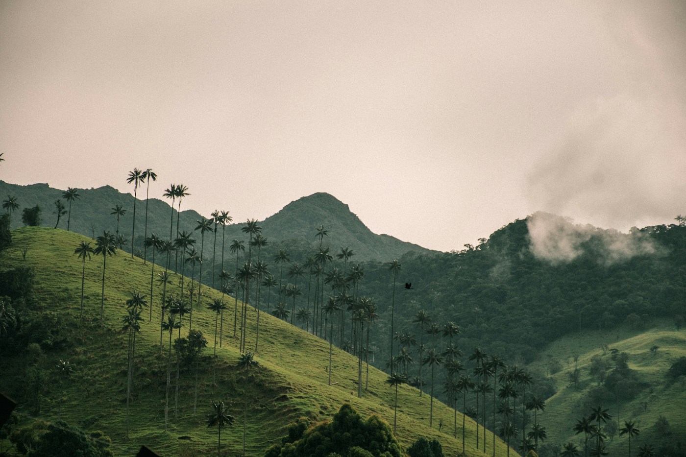 Paisaje de montaña y palmas en Colombia